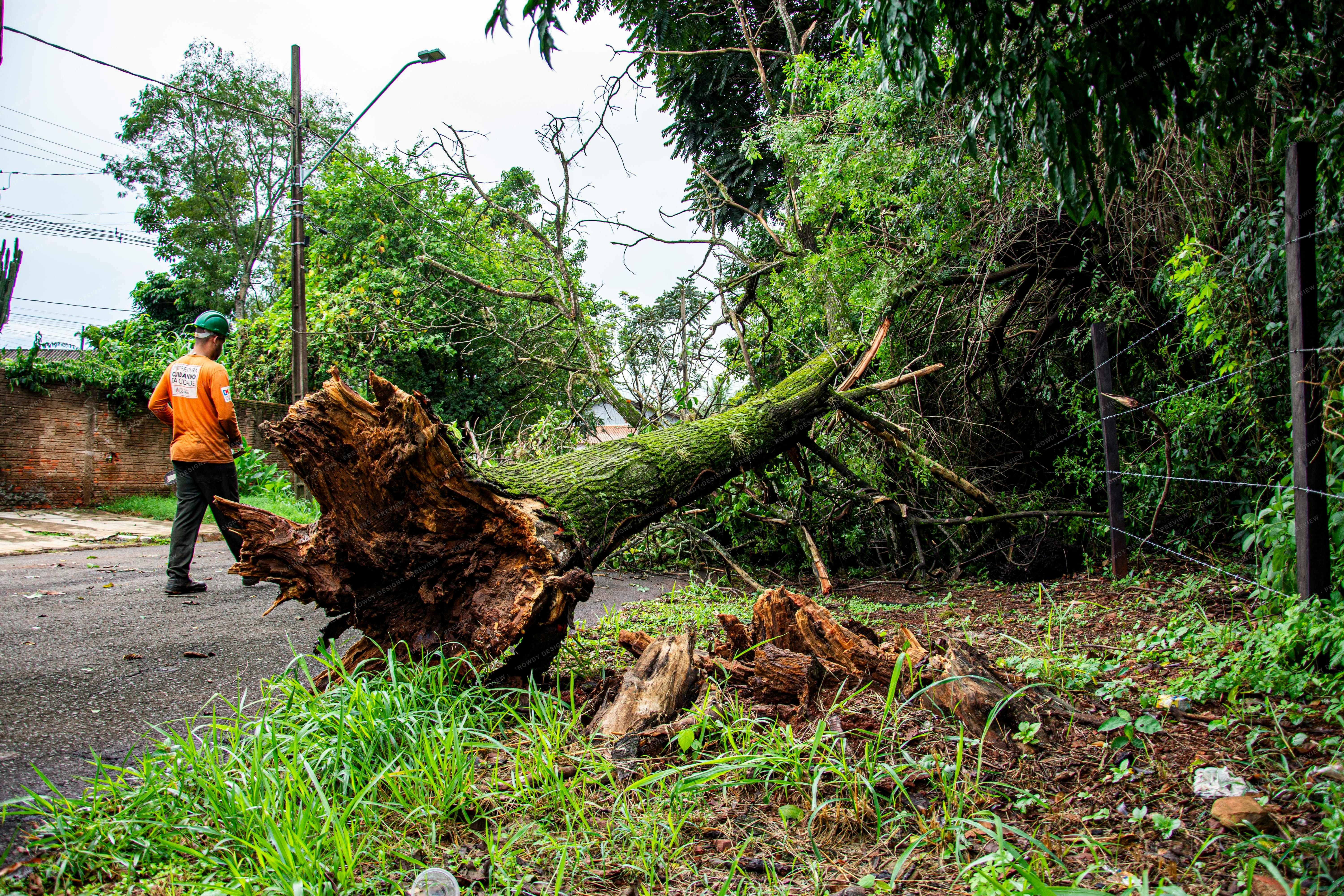 Stump grinding